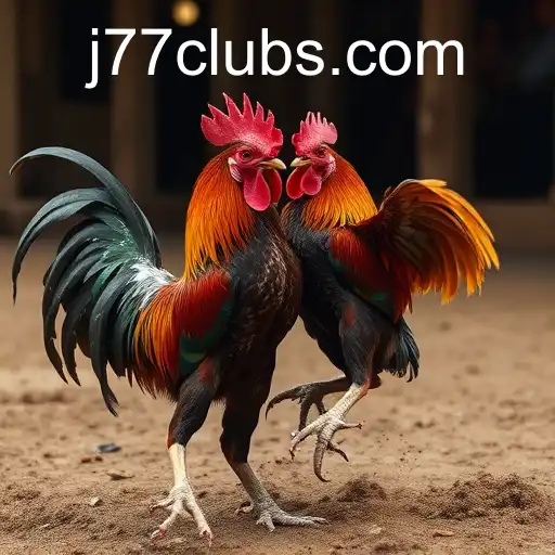The Cultural and Controversial World of Cockfighting: A Look Inside J77 Online Casino